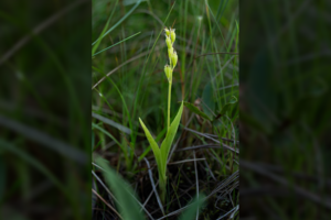 Lietuvoje augančios orchidėjos išsaugojimui sutvarkyta 14 ha pelkių buveinių