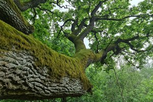 Investuojantiems į miškininkystės technologijas – daugiau kaip 4 mln. eurų