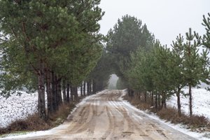 Valstybinei miškų tarnybai vadovaus Saulius Cironka