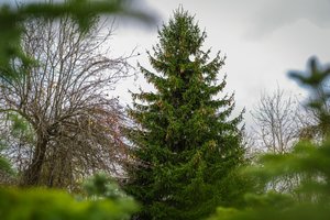 Į savaitgalį pajūris keliauja su žaliausia ir gražiausia žinia – Klaipėda turi eglutę