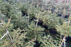 KU Botanikos sodas tęsia kalėdinių eglučių nuomos tradiciją: šiemet jų paruošta daugiau nei 200