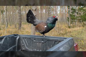 Neeilinis vaizdas Dzūkijos miškuose: ant automobilio nutūpė itin retas paukštis