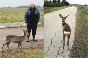 Žmonių prijaukintą ir išmestą stirnaitę priėmė ūkininko auginami danieliai
