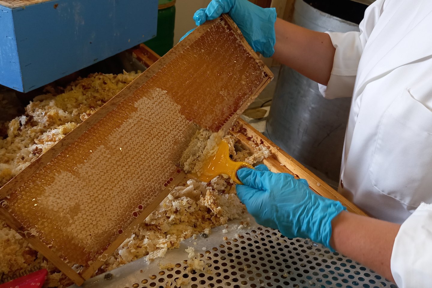 Lietuvos bitynų medus neužterštas ir yra saugus vartoti, tačiau dalis kiniško medaus gali būti suklastota.<br>Asmeninio albumo nuotr.