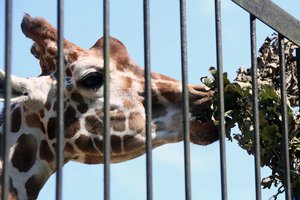 Atskleidė, kaip Kauno zoologijos sodas atrodys atsinaujinęs: numatė leisti palenktyniauti su gyvūnais