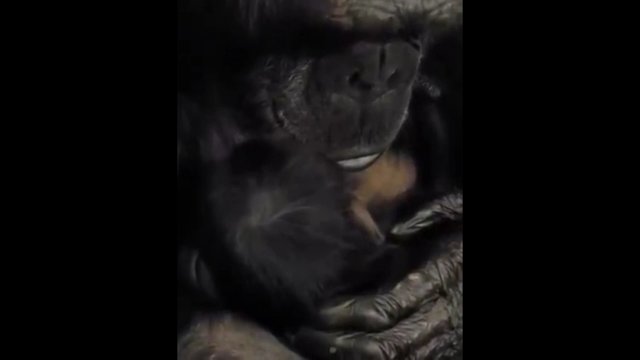 Už širdies griebianti akimirka: išvyskite pirmąjį šimpanzės ir jos naujagimio susitikimą