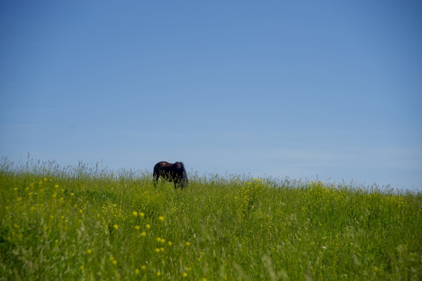 Pievos,laukai,ganyklos,arklys,vasara,orai<br>V.Ščiavinsko nuotr.