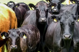 Mėsinių galvijų augintojams parama, o visuomenei – kokybiška produkcija