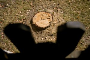 Seimas savivaldą įpareigojo atsodinti iškirstus želdinius