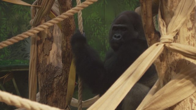 Ilgai lauktas jauniklis: Londono zoologijos sode gimė itin retos rūšies gorila