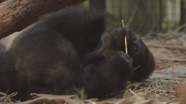 Londono zoologijos sodo augintinių gretas papildė naujas gyventojas: lankytojų lauks nykstančios rūšies gorila