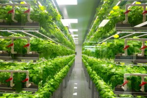 Kokia kryptimi vystysis žemdirbystė: yra vienas svarbus momentas