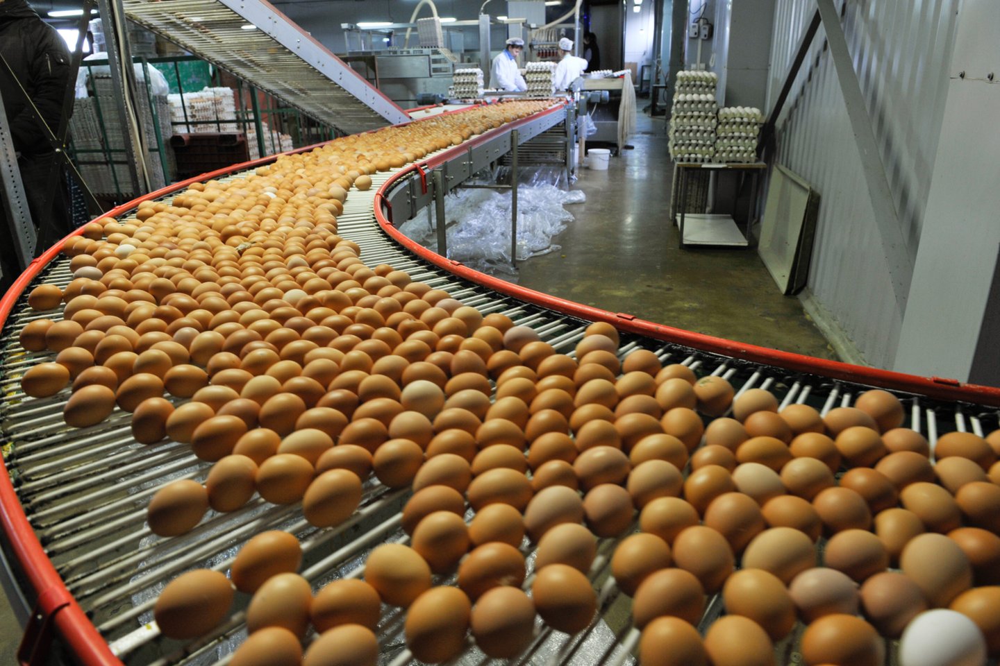 Dėl paukščių gripo ir augančių produkcijos kaštų Didžiojoje Britanijoje ima trūkti kiaušinių.<br>V.Ščiavinsko asociatyvi nuotr.