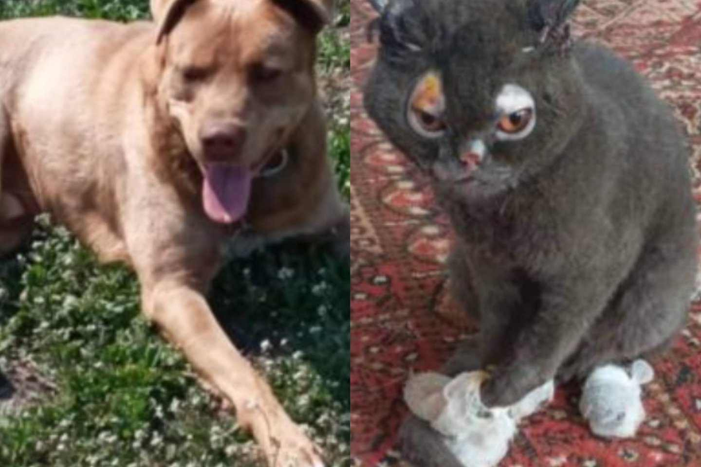 Šeimos numylėtinį šunį Bartą okupantai nušovė, kad šis netrukdytų plėšti namo (kairėje). Katė vardu Niunia (dešinėje) išliko gyva, bet pažeista akyte, nosyte ir letenėlėmis.<br>E.Butrimo (rinkosaikste.lt) nuotr.