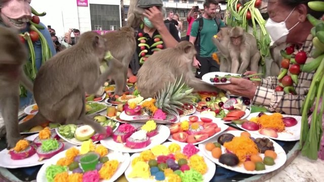 Tūkstančiai beždžionių mėgavosi puota: tailandiečiai atsidėkoja gyvūnams už turistų trauką