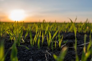 Dirvožemiui saugoti – griežtas augalų kaitos reikalavimas