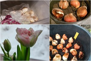 Prisipirkote svogūninių gėlių, ir atėjo žiema – ką daryti su tais pirkiniais? Trys vertingi Sandros patarimai