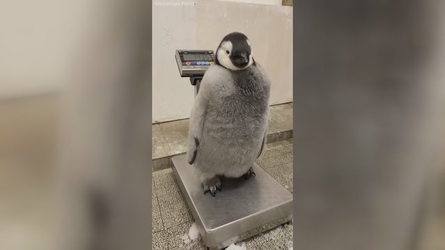 Išvysti savo svorį bijo ne tik žmonės: pamatykite, kaip pingvinas bandė to išvengti