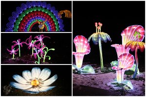 Šviesų festivalyje suspindo reti Lietuvos augalai: stebina ne tik ryškumu, bet ir tikslumu