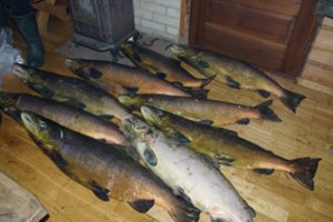 9 tinklais sugautos lašišos kainuos brangiai: už kiekvieną teks sumokėti po beveik tūkstantį eurų