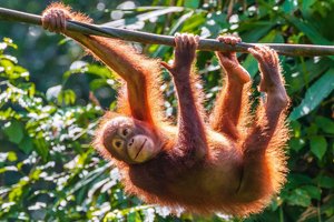 NVO: Indonezija dėl nesutarimų dėl orangutanų skaičiaus taikosi į akademinę laisvę