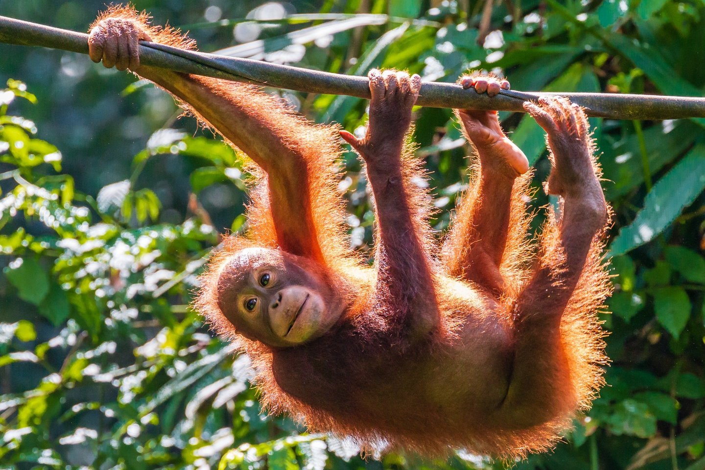 Orangutanas.<br>123rf nuotr.