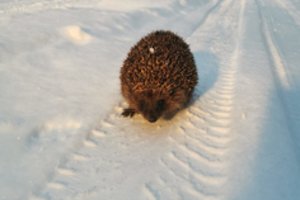 Žiemos miegu užmigo ne visi: specialistas patarė, ką daryti sutikus ežiuką