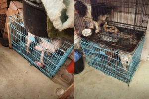 Atomazga Lietuvą pašiurpinusioje veisyklos byloje: „šunų pragaro“ Kretingos rajone savininkei – griežtesnė bausmė