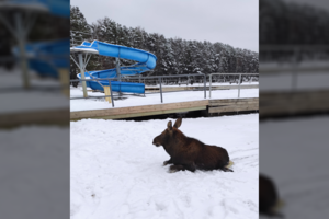 Visagine – skubi gelbėjimo operacija: ledu susidomėjęs briedžiukas pateko į bėdą