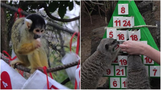 Londono zoologijos sode Kalėdų dvasia: gyvūnai laukdami švenčių lepinosi gardėsiais iš Advento kalendoriaus