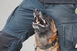 Gėda visai sistemai: kinologas Alytaus pataisos namuose žiauriai sumušė tarnybinį šunį