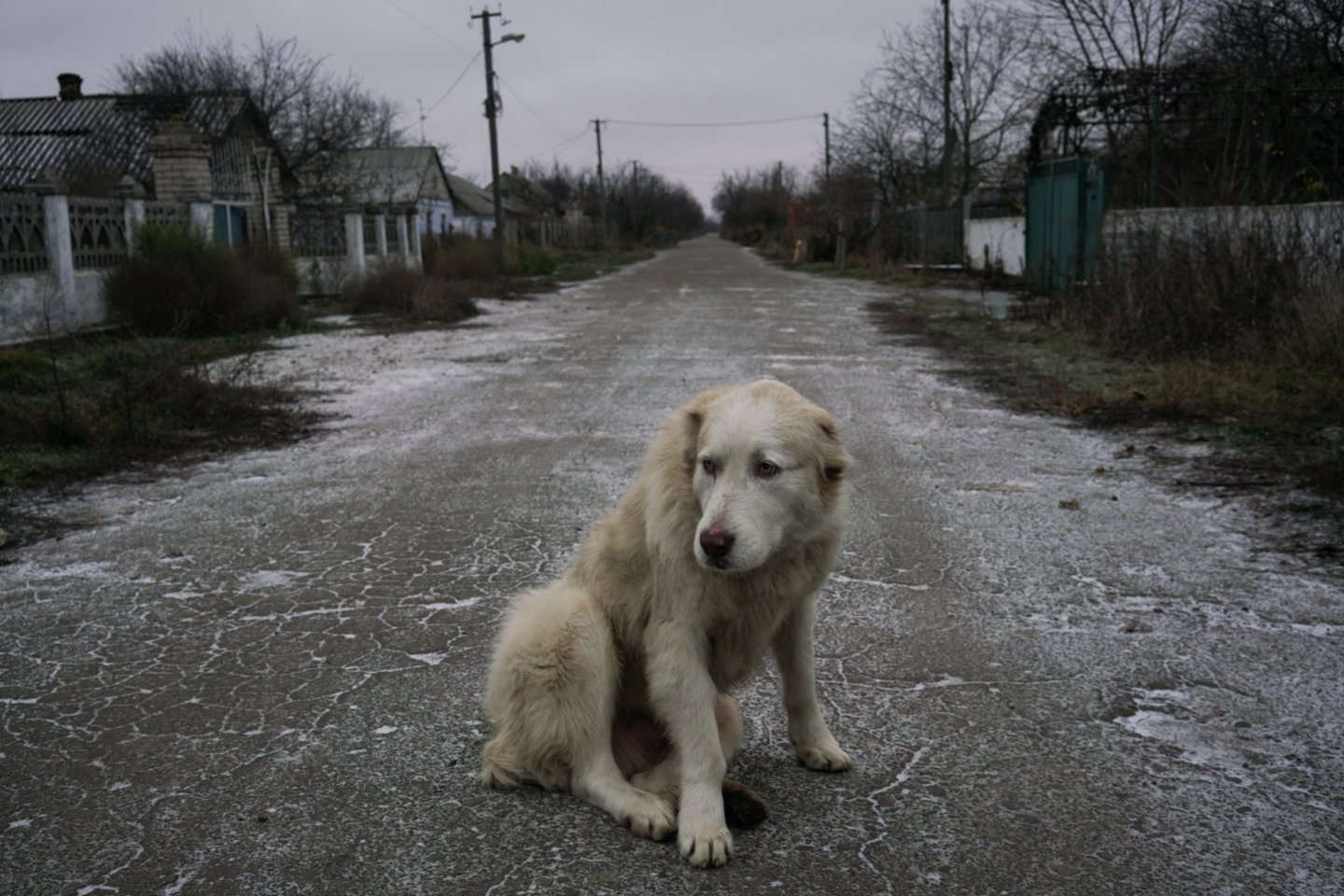  Karas Ukrainoje. Benamis šuo.<br> Reuters/Scanpix nuotr.