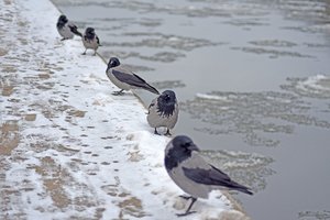 Vilnietis dalinasi sostinės vaizdais: Neryje pasirodė pirmosios ledo lytys