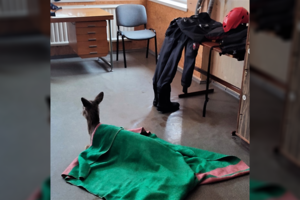 Palangos gaisrinėje – netikėta viešnia: ugniagesiai iš įvykio parsivežė sušalusią stirną