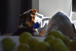 Augintinis namuose – ne tik džiaugsmas, bet ir atsakomybė: pataria, kaip juo tinkamai pasirūpinti