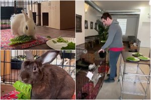 Triušių šeimininkams – išskirtinė galimybė: pūkuotukams siūlo ne tik vietą miegui, bet ir SPA su masažais