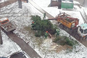Viršuliškių gyventojai pakraupę: daug metų jų rajone augusi eglė nukirsta ir išvežta puošti kaimynų rajoną