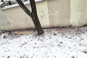 Maisto atliekas mėtančio šiukšlintojo sugauti nepadėjo net kameros: skverą tenka kuopti kasdien