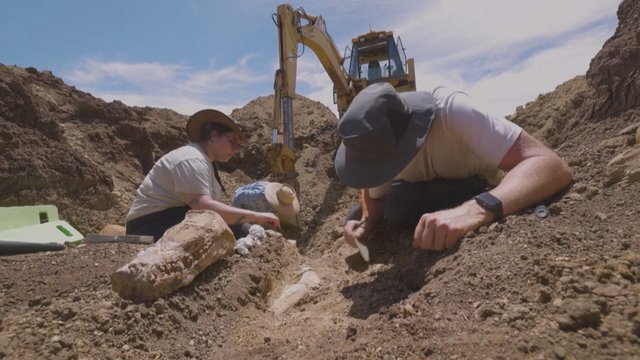 Mokslininkai netveria džiaugsmu – rastas pilnas apie 100 mln. metų senumo jūrų roplio skeletas