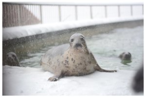 Jau mato, kur Kalėdas sutiks Lietuvos jūrų muziejuje išslaugyti ir atgal į jūrą paleisti ruoniukai