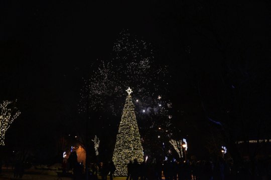 Grinčai Šilalėje pasikėsino į šventinius papuošimus – viena eglutė liko be girliandos