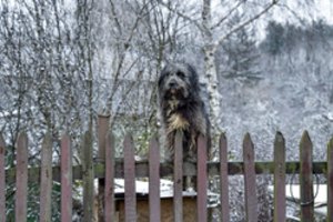 Draudimas įsigyti ar laikyti augintinį už žiaurų elgesį grįžta į Seimą: už pažeidimus – triženklės baudos