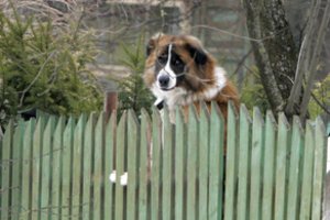 Augintinius badu marinęs ir jų neprižiūrėjęs Raseinių rajono gyventojas atimtų šunų neatgaus