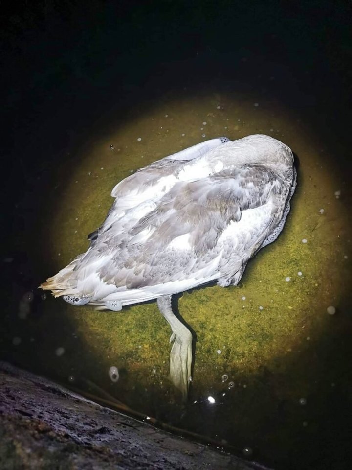 Šį kartą buvo ruošiamasi gelbėti gulbę, tačiau gelbėjimo operacija nepavyko – paukštis nugaišo taip ir nesulaukęs žmonių pagalbos.<br>Asm. archyvo nuotr.