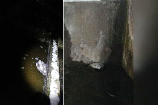 Gulbė nugaišo taip ir nesulaukusi pagalbos: šioje užtvankoje gyvūnai įstringa nebe pirmą kartą 