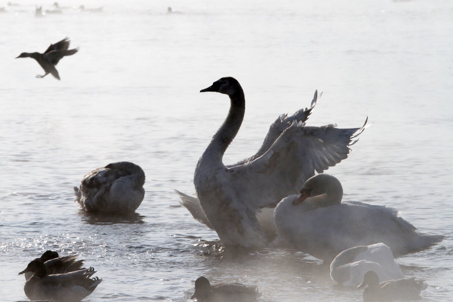 Šį kartą buvo ruošiamasi gelbėti gulbę, tačiau gelbėjimo operacija nepavyko – paukštis nugaišo taip ir nesulaukęs žmonių pagalbos.<br>M.Patašiaus asociatyvi nuotr.