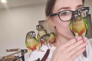 Tarp šuns ir katės rinkęsi klaipėdiečiai rado kompromisą – augina papūgas, kurios skraido lauke