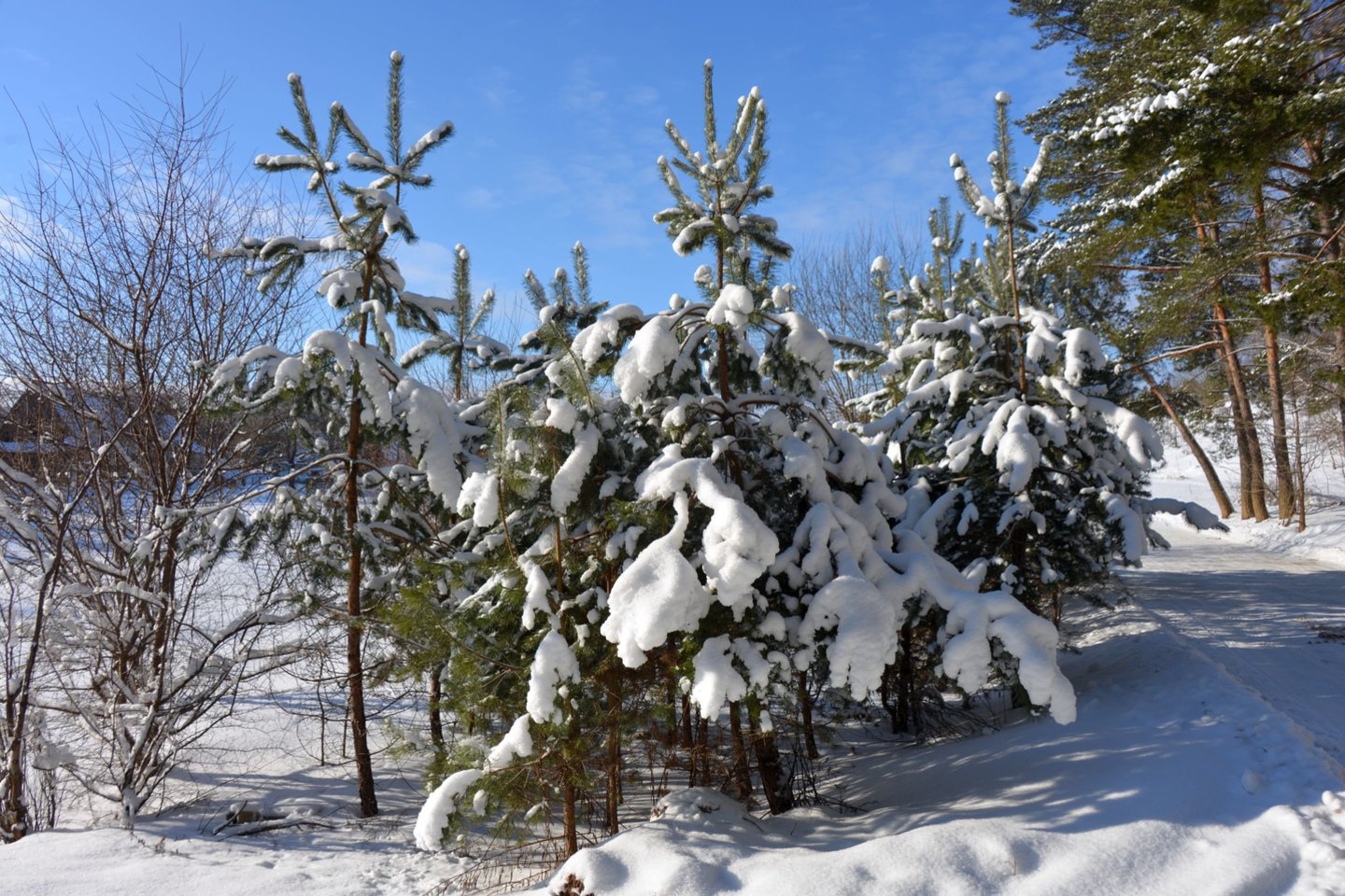 Neišlaikę ant medžių susikaupusios sniego naštos, nulūžta ne tik šakos, viršūnės, bet ir medžiai.<br>Pr. autorių nuotr. 
