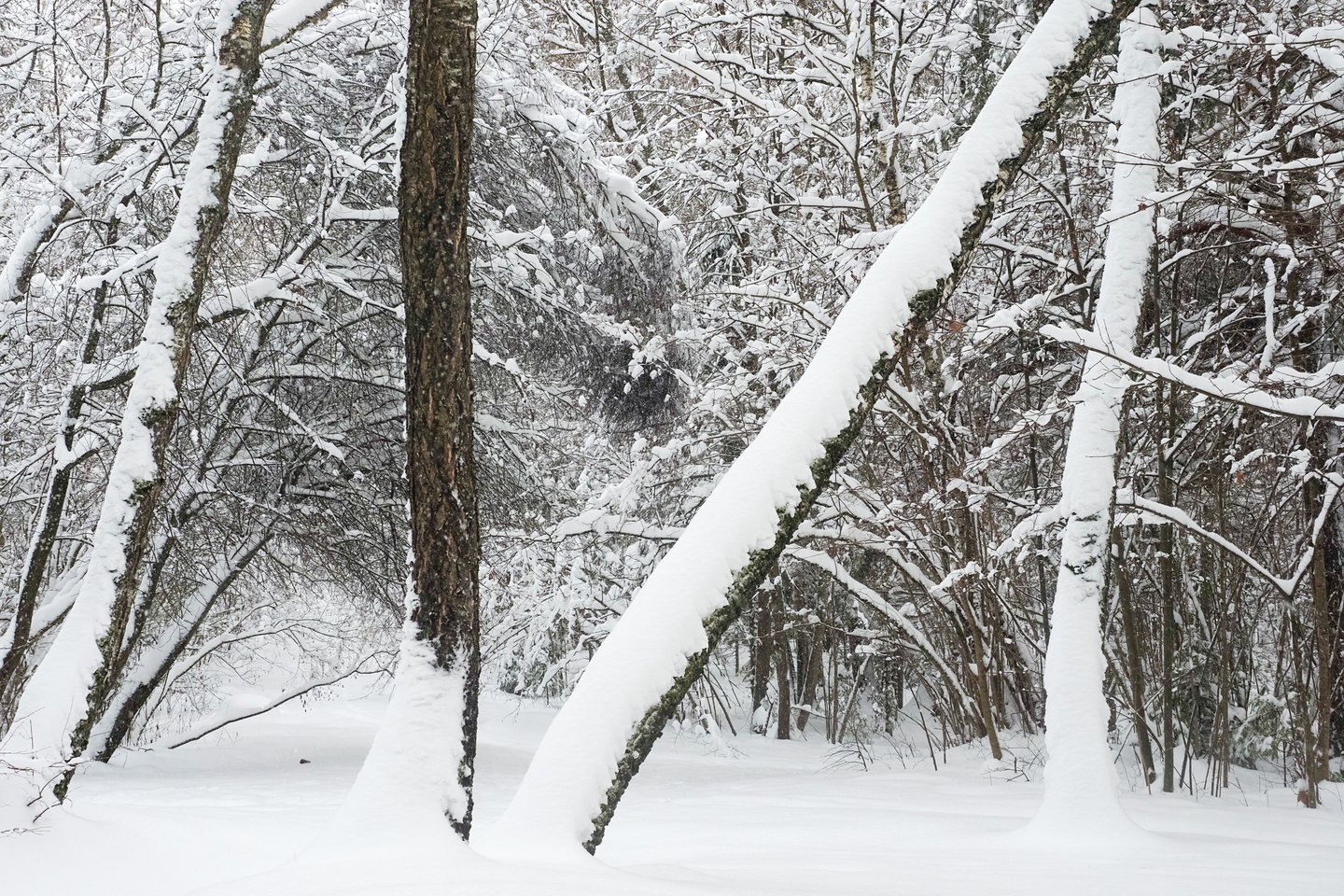 Neišlaikę ant medžių susikaupusios sniego naštos, nulūžta ne tik šakos, viršūnės, bet ir medžiai.<br>V.Ščiavinsko nuotr.