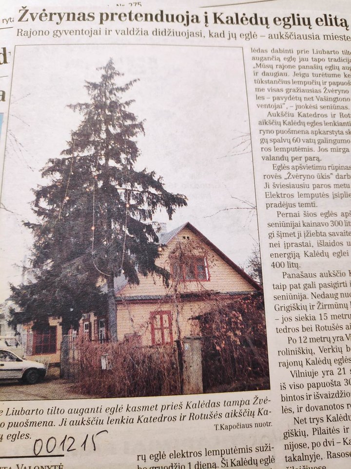 Vilniuje, 2000 metais Žvėryno eglė pretendavo į Kalėdų eglių elitą.